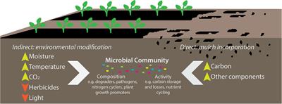 Biodegradable Plastic Mulch Films: Impacts on Soil Microbial Communities and Ecosystem Functions